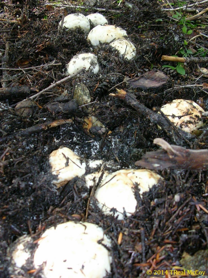 Matsutake Mushrooms